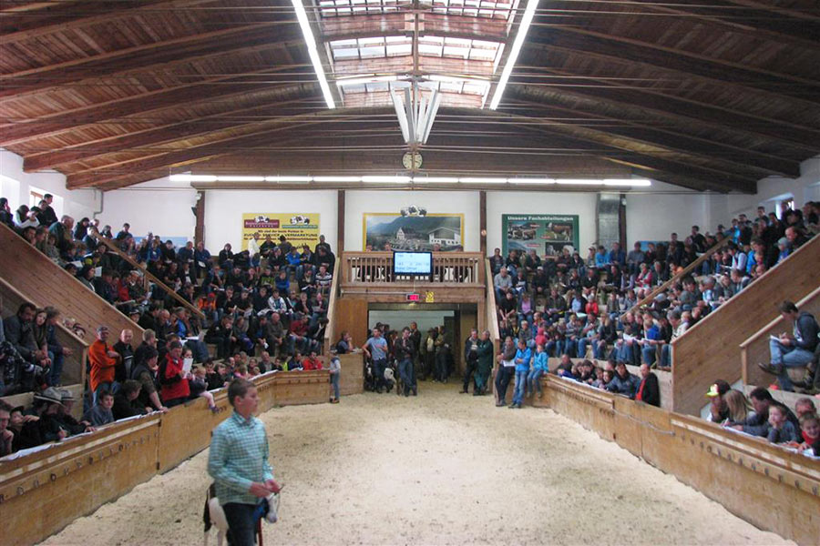 Cattle auction